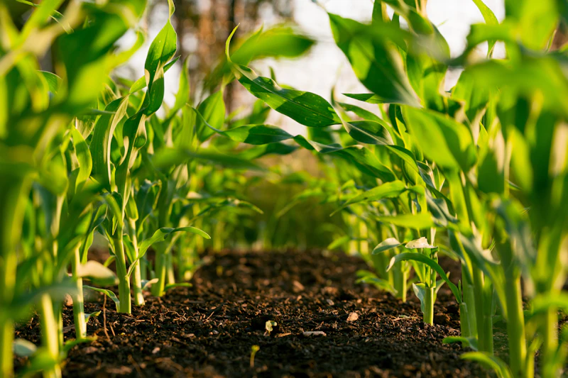 Farming in Uttarakhand foothills